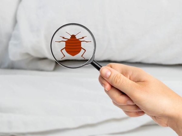 How to Get Rids Bed Bugs