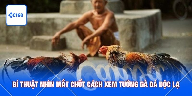 Bí thuật nhìn mắt chốt cách xem tướng gà đá độc lạ