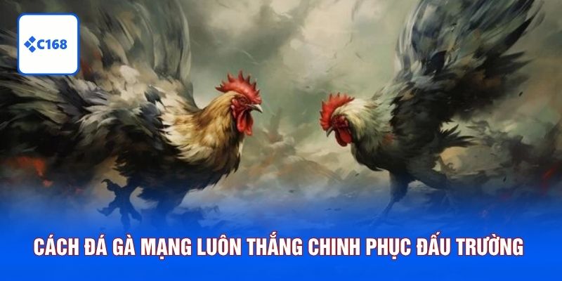 Cách đá gà mạng luôn thắng