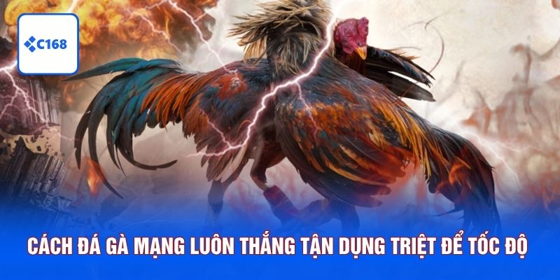 Cách đá gà mạng luôn thắng tận dụng triệt để tốc độ giải đấu