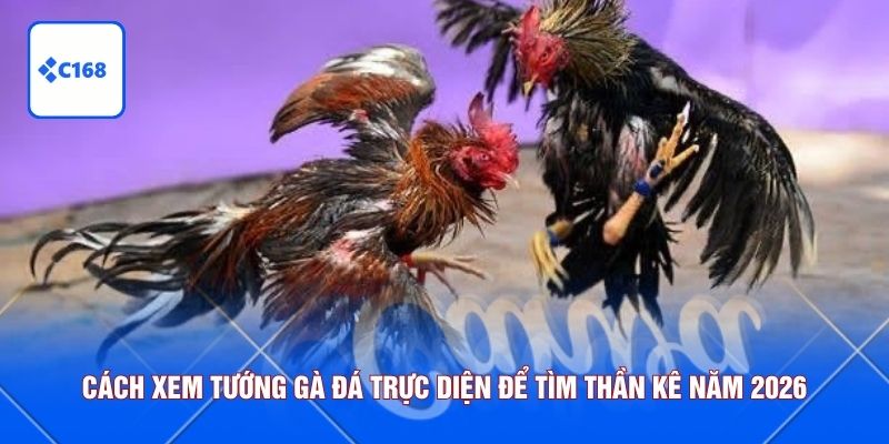 cách xem tướng gà đá