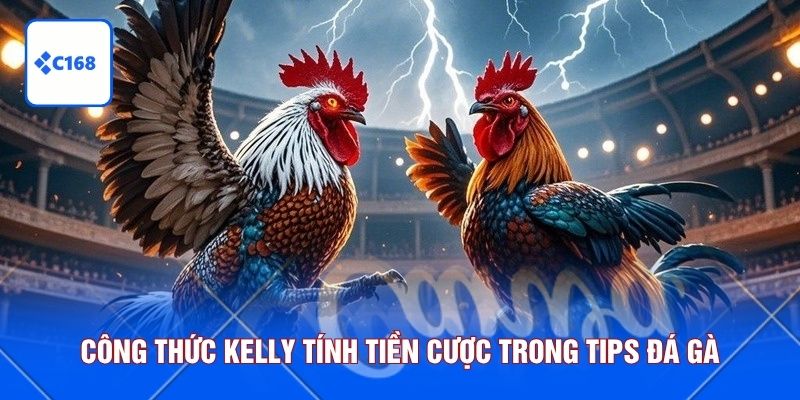 Công thức Kelly tính tiền cược trong tips đá gà