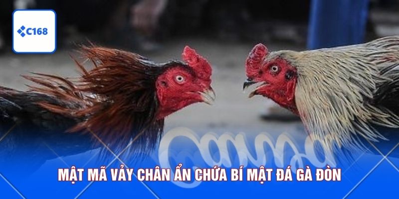 Mật mã vảy chân ẩn chứa bí mật đá gà đòn