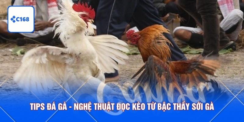 tips đá gà