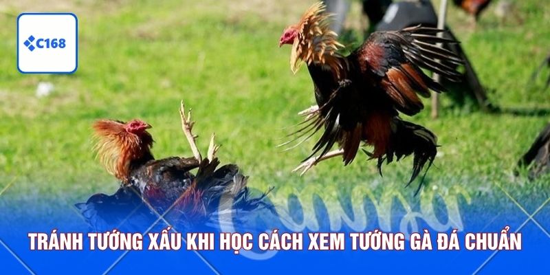 Tránh tướng xấu khi học cách xem tướng gà đá chuẩn
