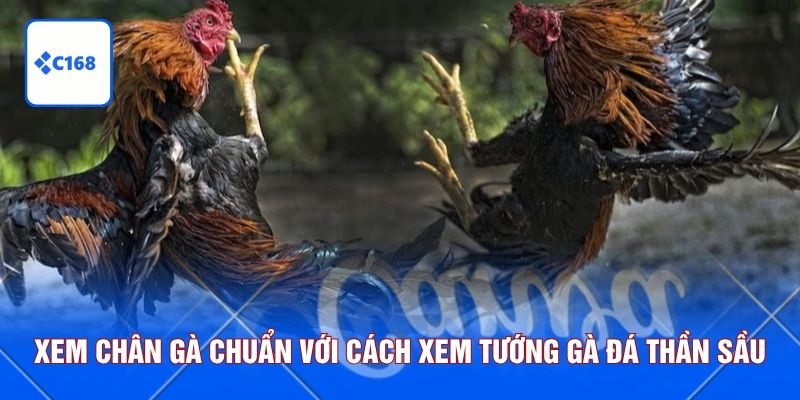 Xem chân gà chuẩn với cách xem tướng gà đá thần sầu